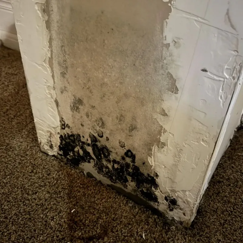 Professional Mold Removal in Coshocton County, OH